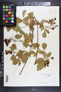 Rubus flagellaris image