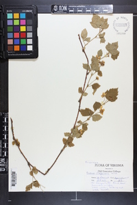 Rubus flagellaris image