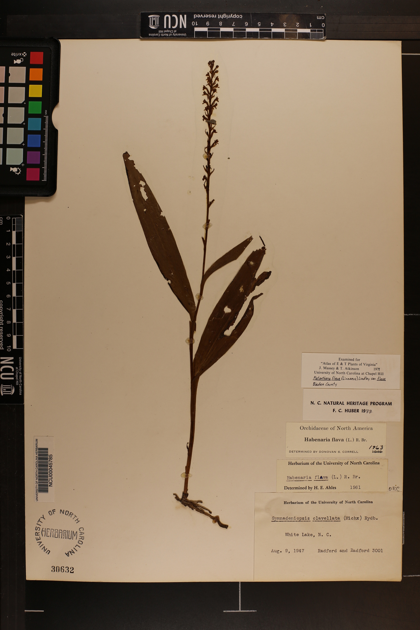 Platanthera flava var. flava image