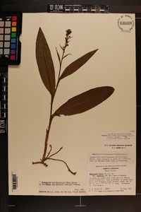 Platanthera flava image