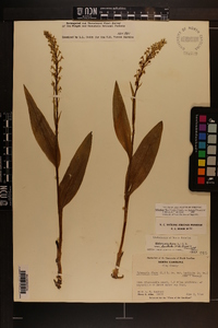 Platanthera flava image