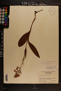 Platanthera grandiflora image