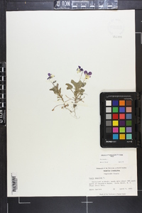 Viola tricolor image