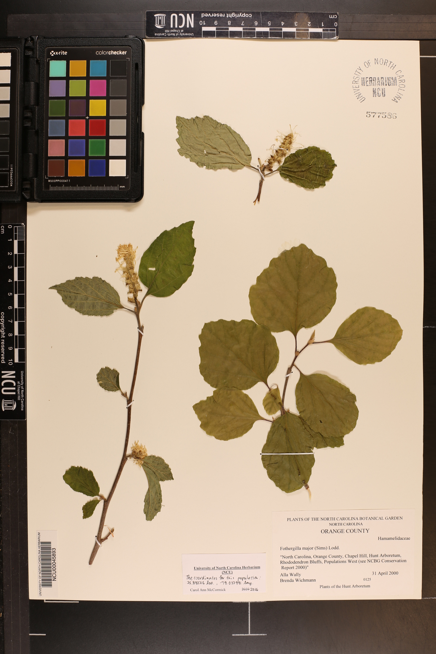 Fothergilla major image