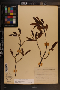 Myrica cerifera image