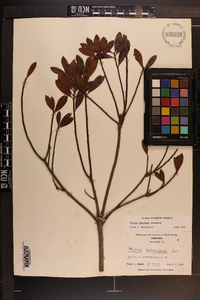 Myrica cerifera image