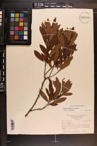 Myrica cerifera image