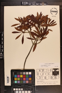 Myrica cerifera image