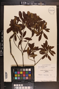 Myrica cerifera image