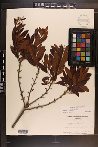 Myrica cerifera image