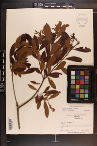 Myrica cerifera image