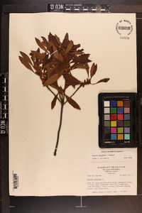 Myrica cerifera image