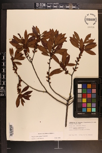 Myrica cerifera image