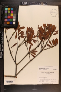 Myrica cerifera image