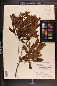 Myrica cerifera image