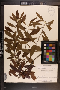 Myrica cerifera image