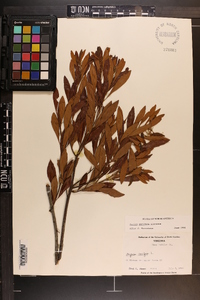 Myrica cerifera image