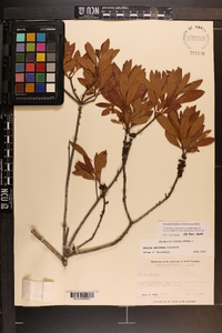 Myrica cerifera image