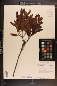 Myrica cerifera image