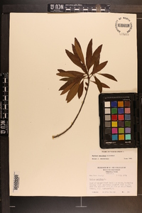 Myrica cerifera image