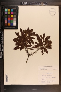 Myrica cerifera image