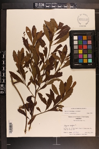 Myrica cerifera image