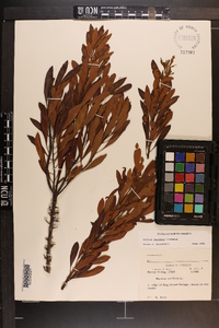 Myrica cerifera image