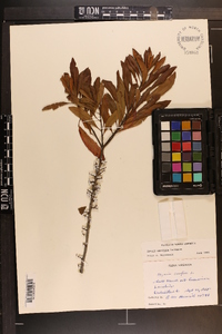 Myrica cerifera image