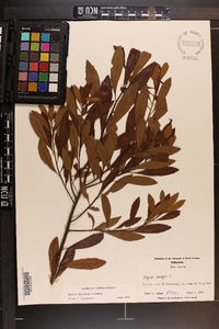 Myrica cerifera image