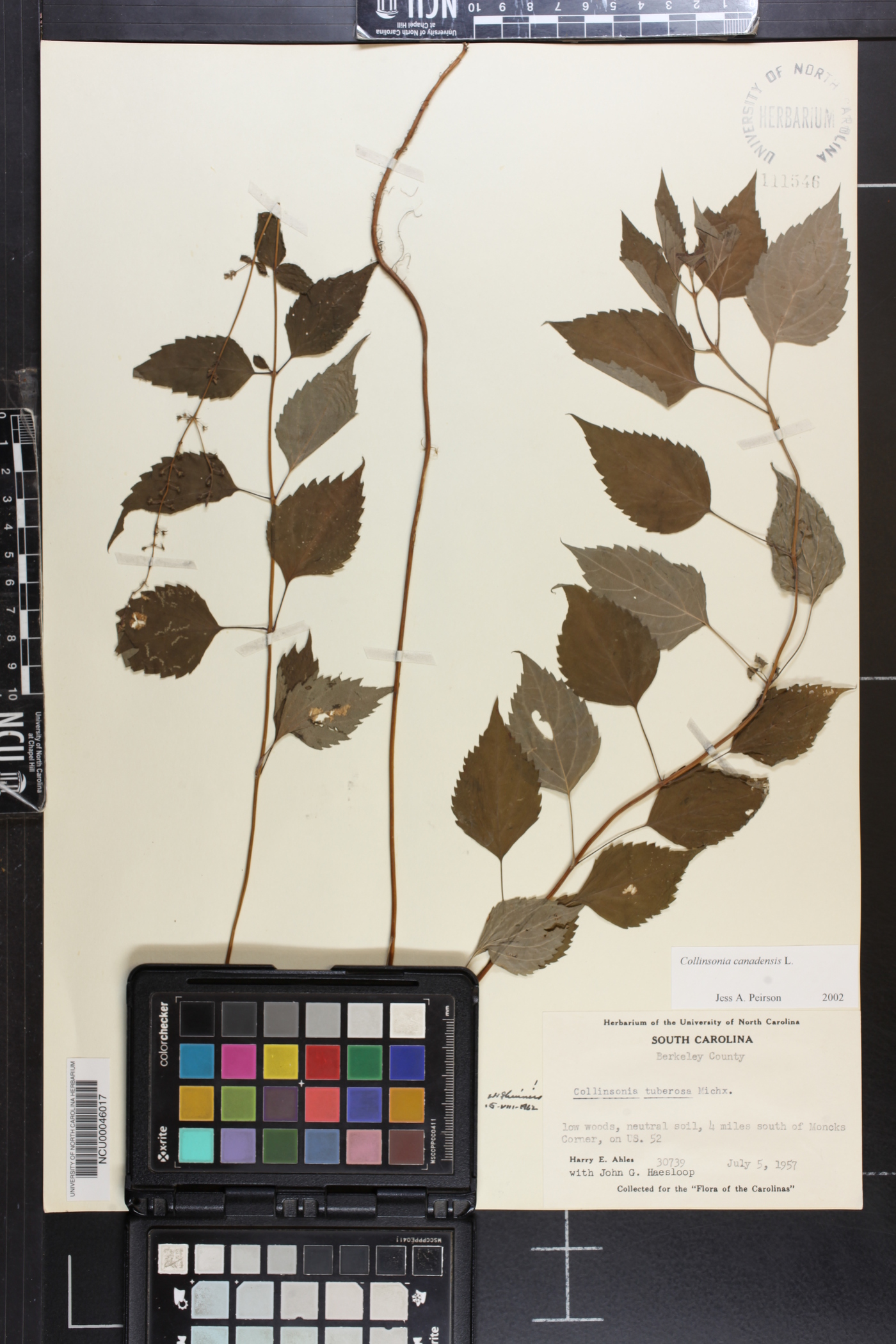 Collinsonia tuberosa image