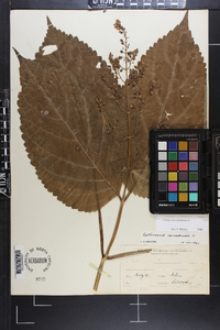 Collinsonia canadensis image