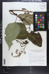 Collinsonia canadensis image