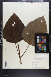 Collinsonia canadensis image