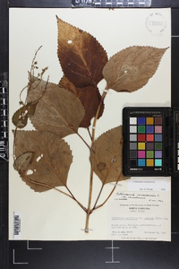 Collinsonia canadensis image