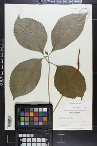 Collinsonia canadensis image