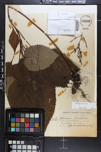 Collinsonia canadensis image