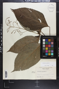 Collinsonia canadensis image