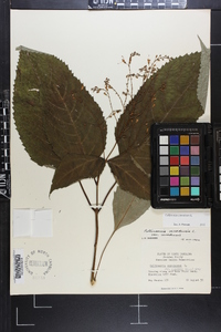 Collinsonia canadensis image