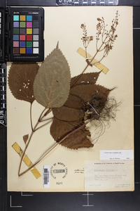 Collinsonia canadensis image