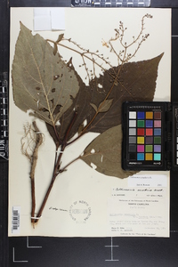 Collinsonia canadensis image