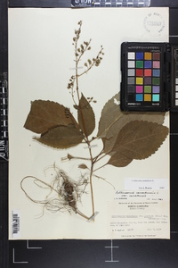 Collinsonia canadensis image