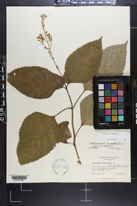 Collinsonia canadensis image