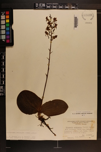 Platanthera orbiculata image