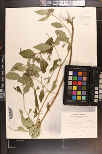 Pycnanthemum pycnanthemoides var. viridifolium image