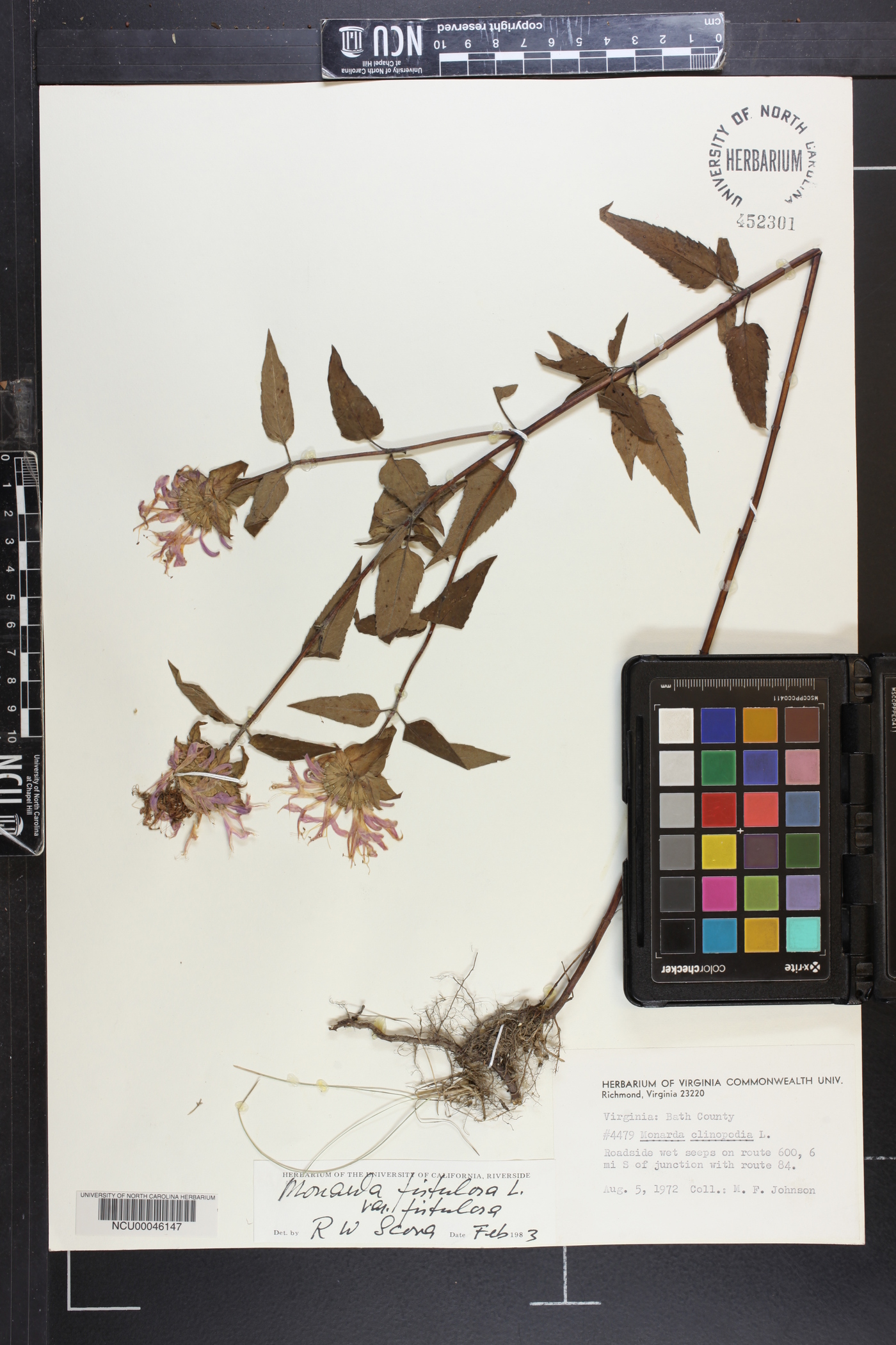 Monarda fistulosa var. fistulosa image