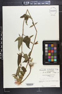 Monarda fistulosa var. fistulosa image