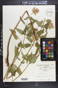 Monarda fistulosa var. fistulosa image
