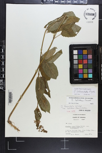 Stachys subcordata image