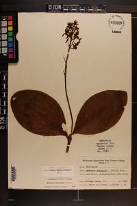Platanthera orbiculata image