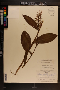 Platanthera psycodes image